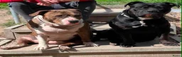 American Bull Staffy dogs for sale: Amstaff X pups  - Advert 4