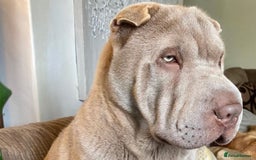 Shar Pei dogs for stud: EXPERIENCED LICAC DILUTE STUD **WELL PROVEN** in Wetherby - Image 1