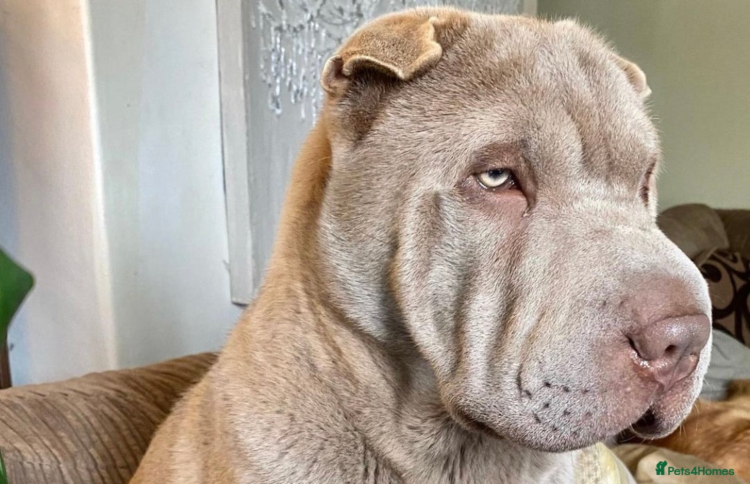 Shar Pei dogs for stud: EXPERIENCED LICAC DILUTE STUD **WELL PROVEN** in Wetherby - Image 1