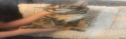 Bengal cats for sale: Bengal x kittens available  - Advert 9
