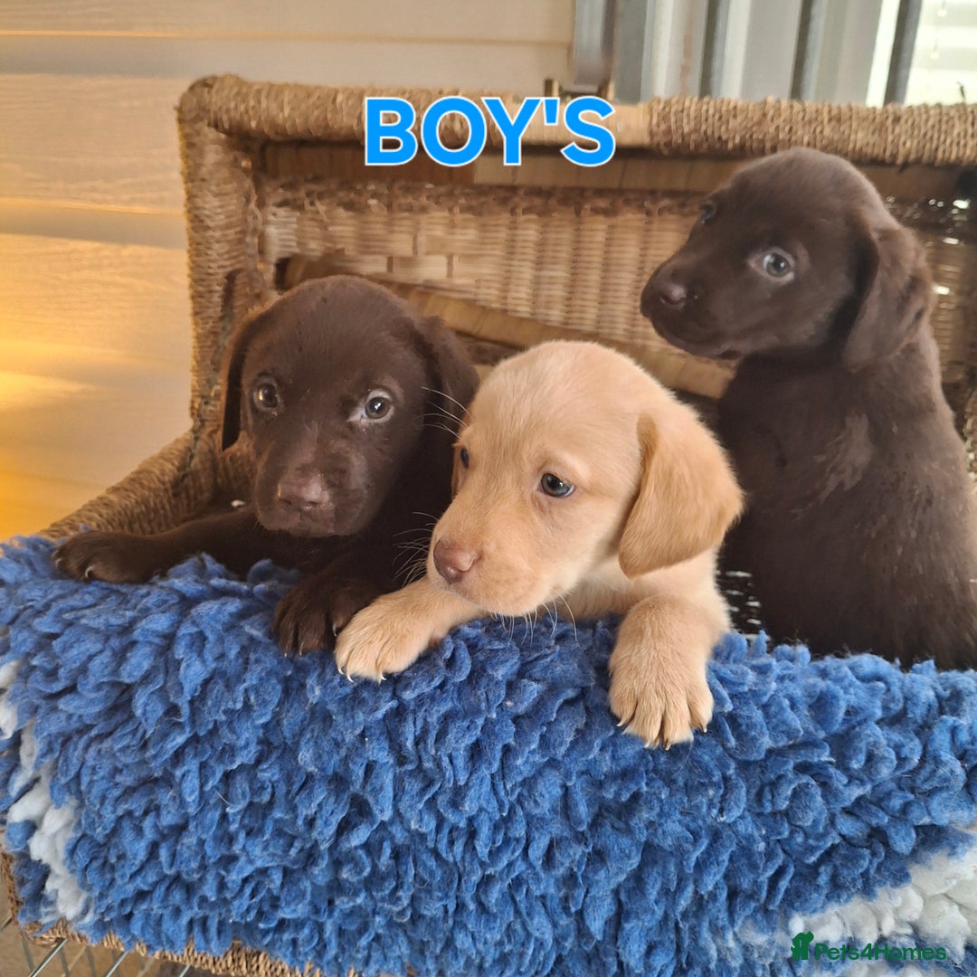 Labrador Retriever dogs for sale: Labrador Pups - Image 12