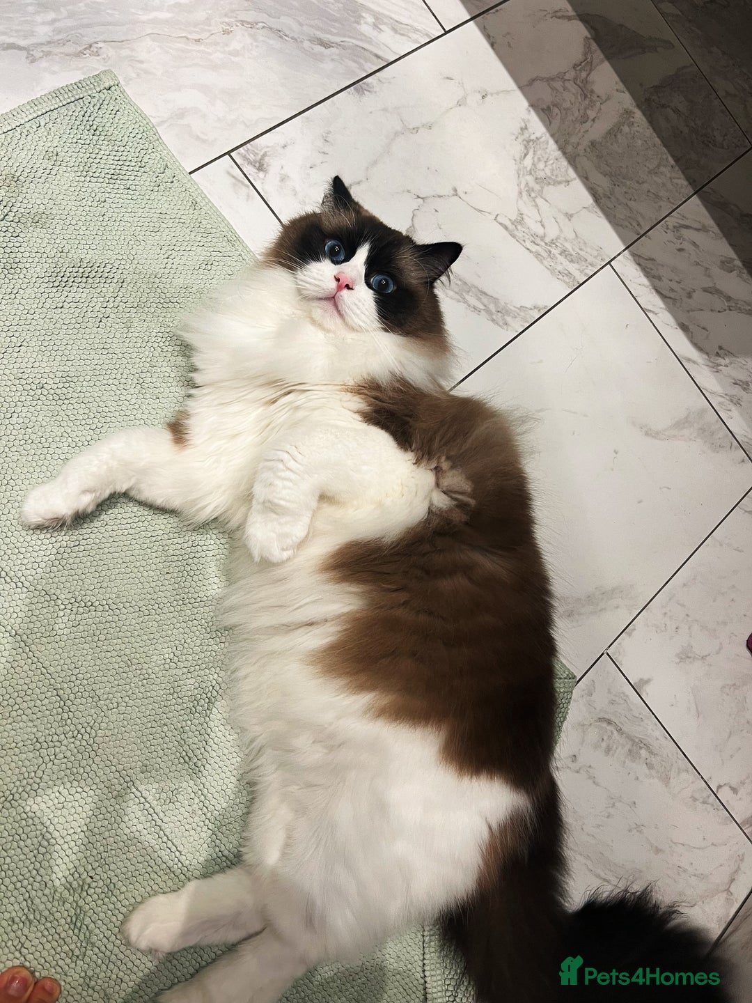 Ragdoll cats for sale: “Adult Ragdoll cat for sale — cute, gentle, - Advert 4