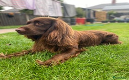Cocker Spaniel dogs for stud: Sparkey, chocolate cocker spaniel  - Image 3