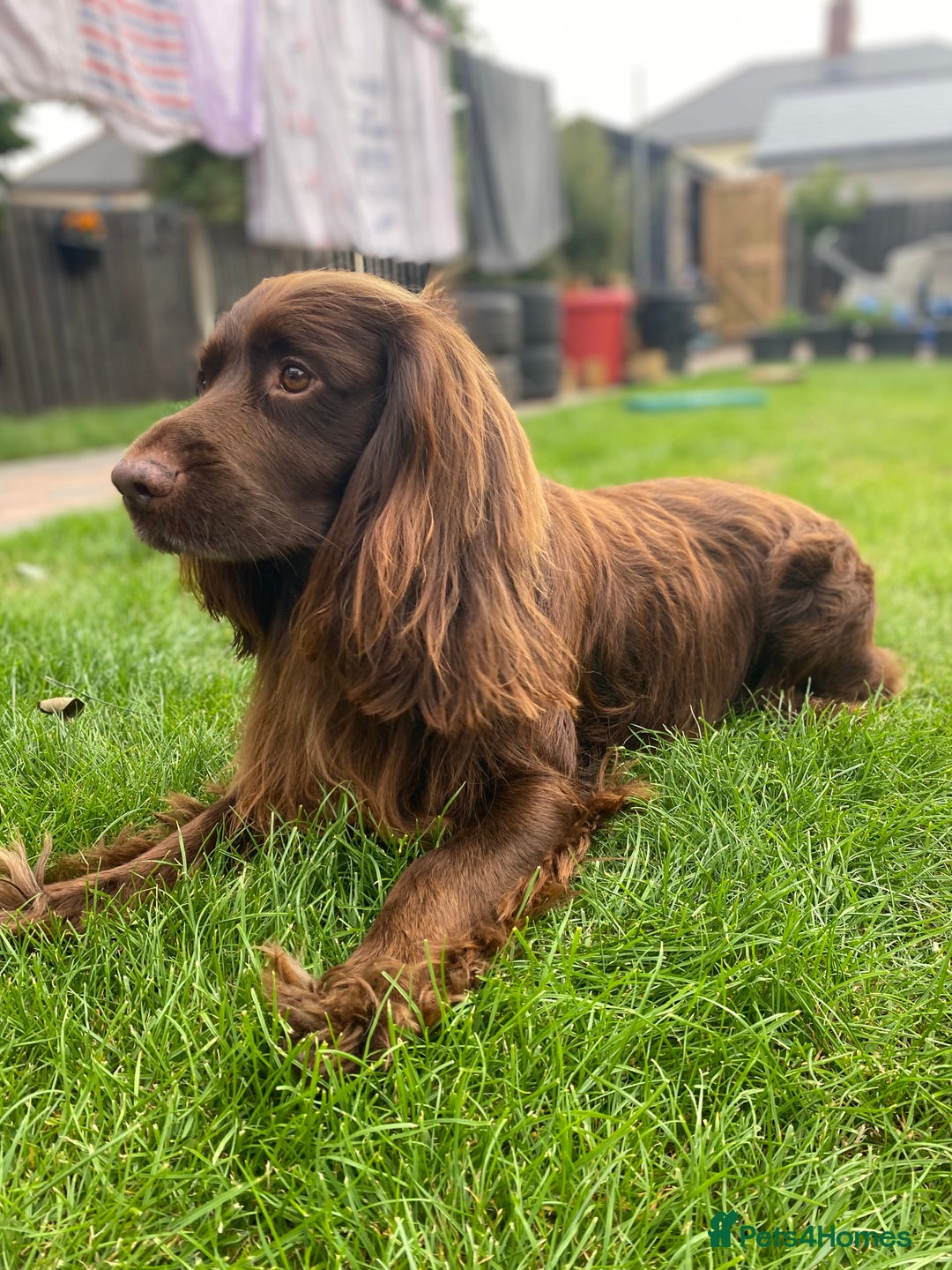 Cocker Spaniel dogs for stud: Sparkey, chocolate cocker spaniel  - Image 3