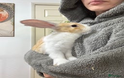 French Lop rabbits for sale: French lop Californian 4 does and a buck.  - Image 5