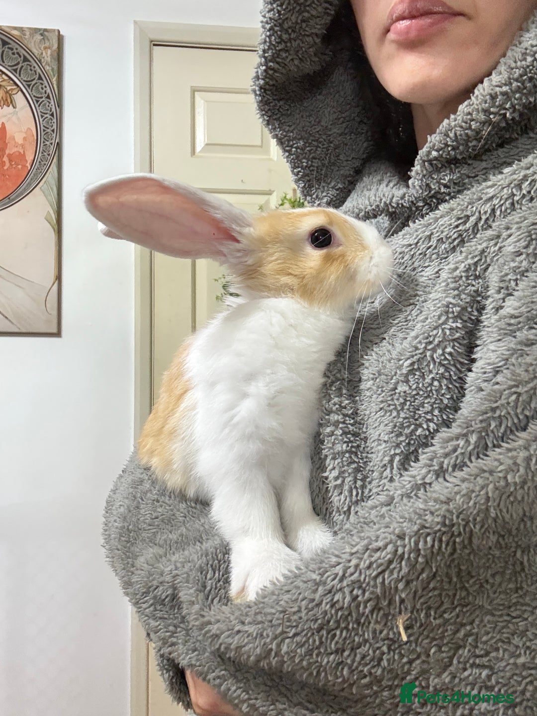 French Lop rabbits for sale: French lop Californian 4 does and a buck.  - Image 5