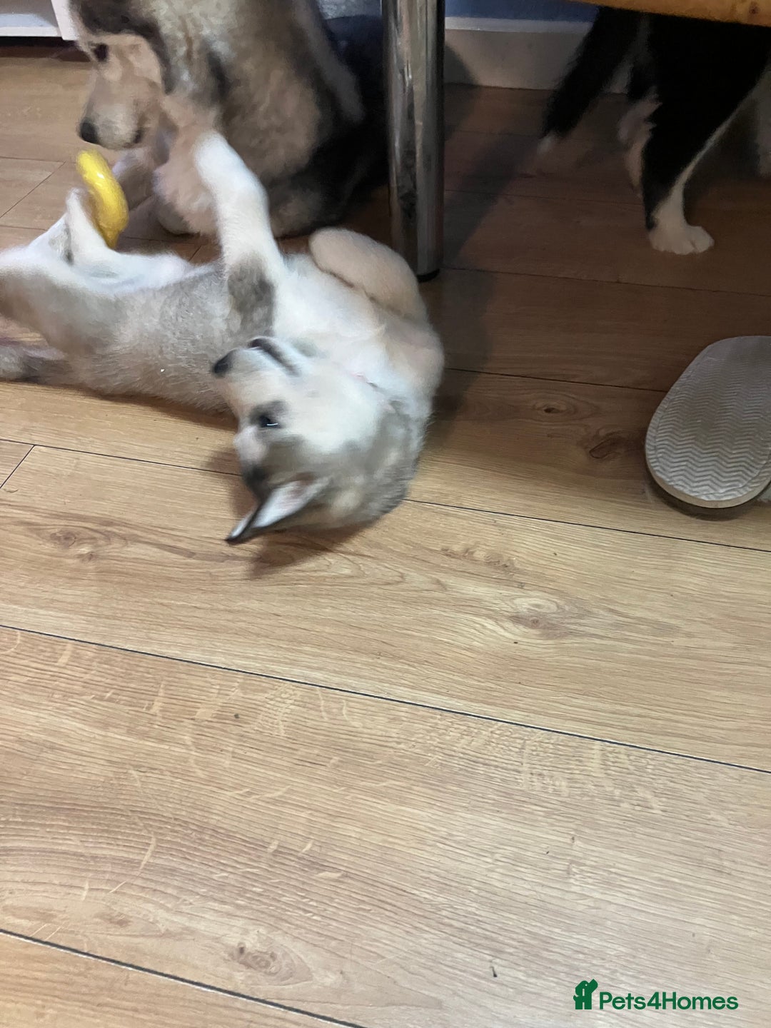 Siberian Husky dogs for sale: Beautiful husky puppies ready for their new homes  - Advert 13