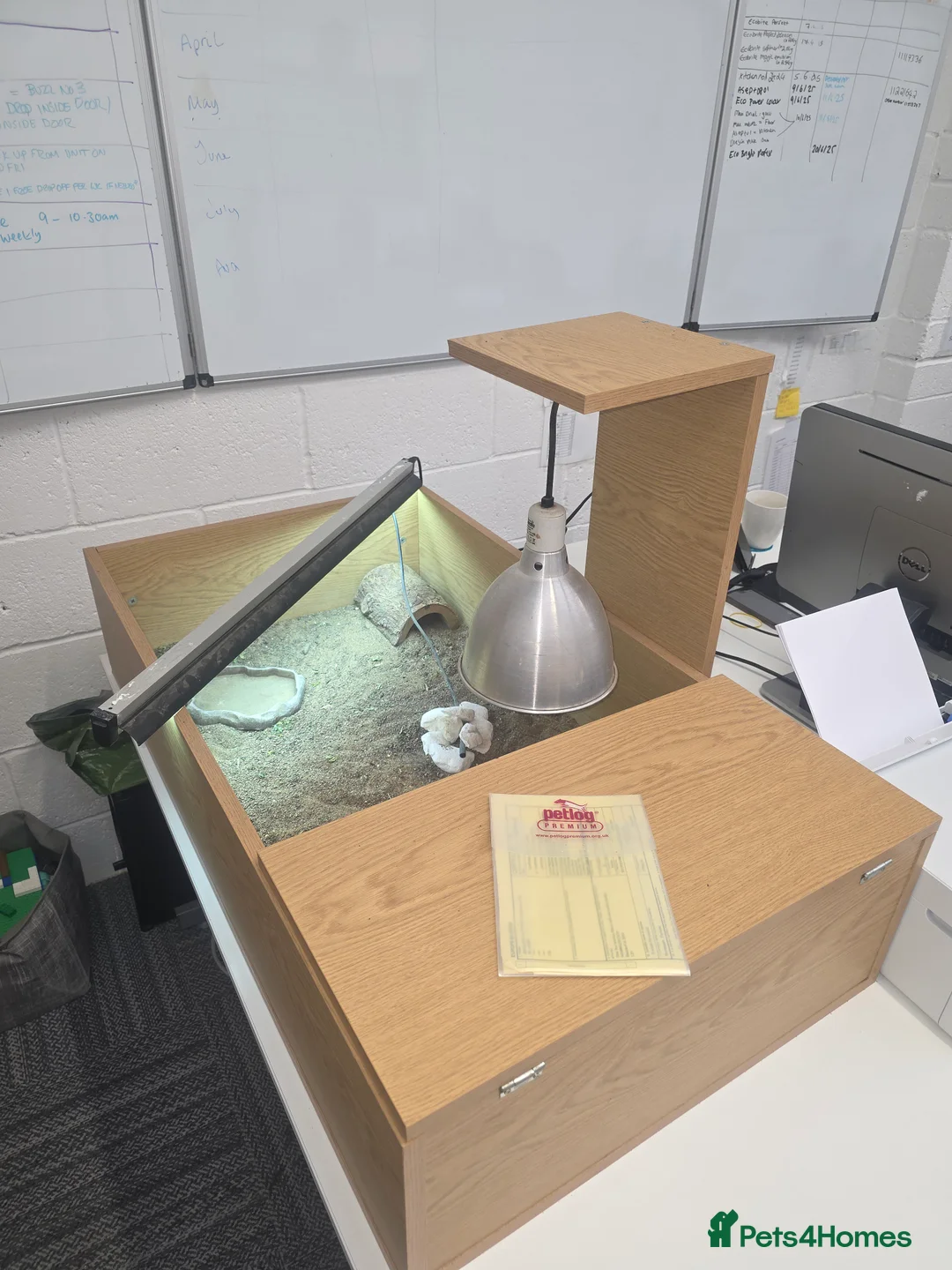 Hermann Tortoise reptiles for sale: Male and female Herman tortoise - Advert 7