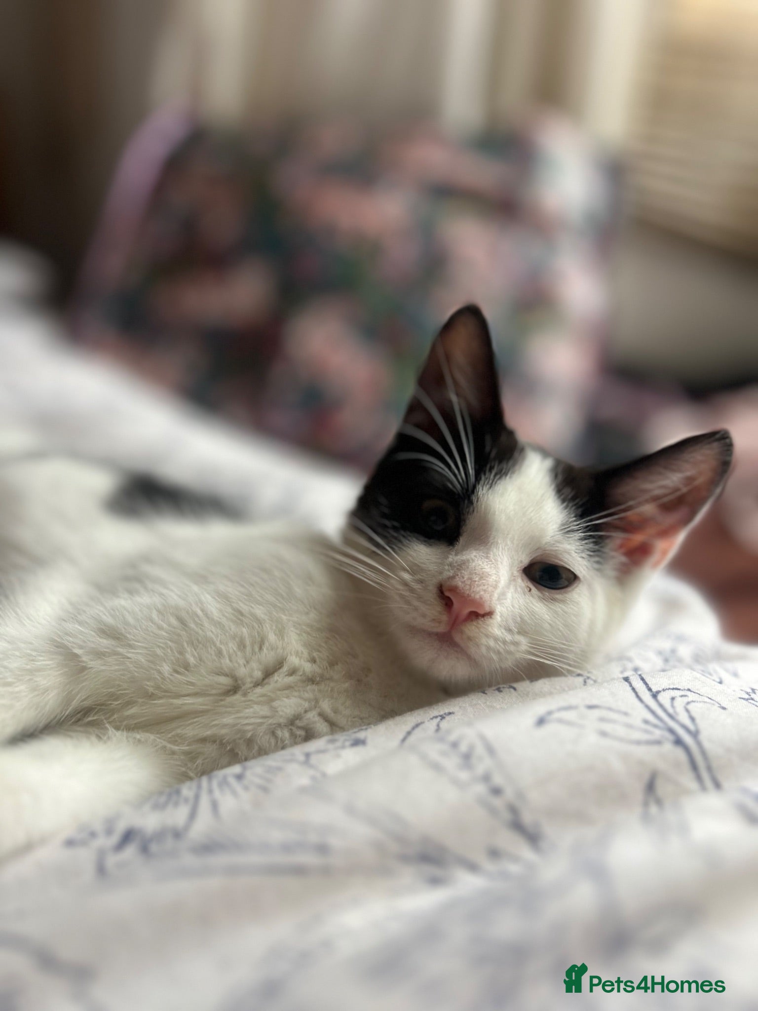 Mixed Breed cats Sweet friendly kitten   - Advert 15