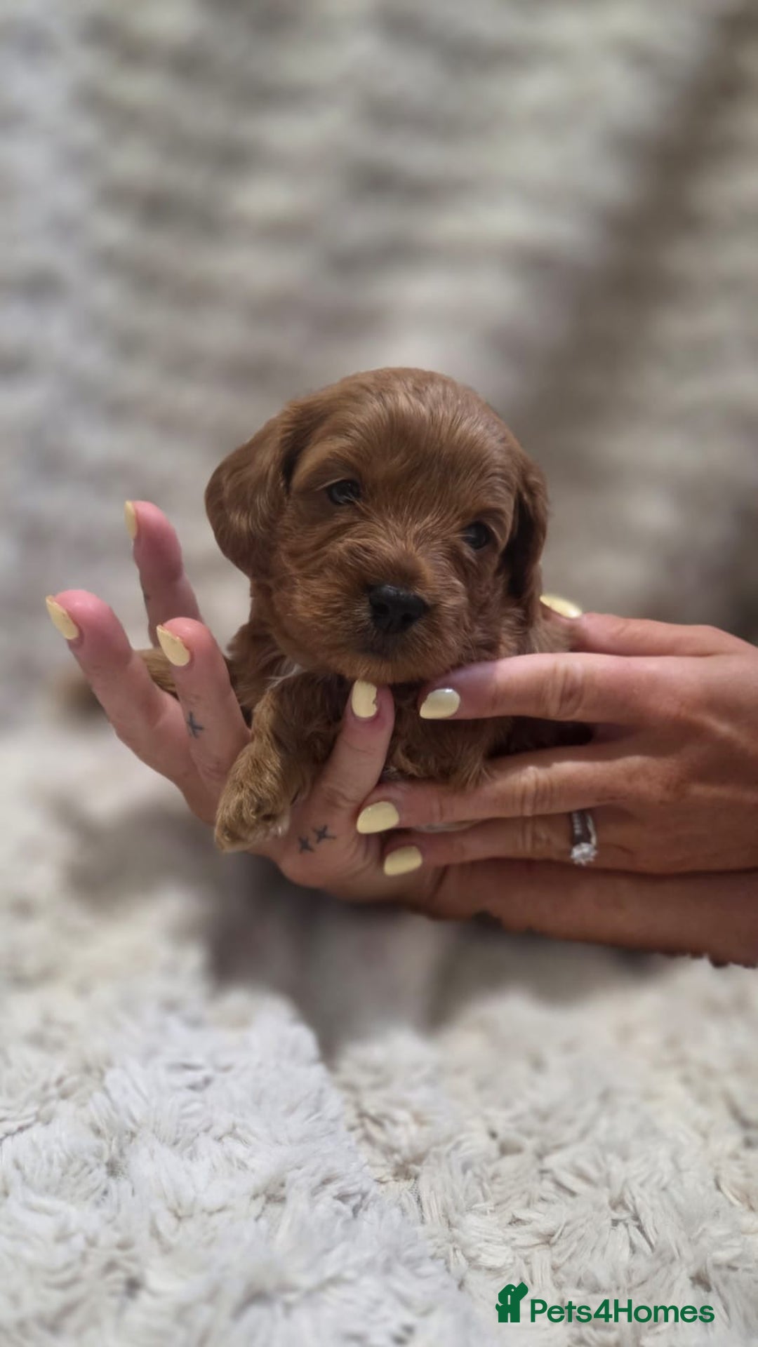 Cavapoo dogs for sale: 🌟 Rare Tiny Toy Cavapoo's F1B - Image 1