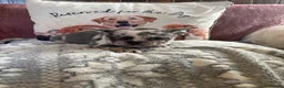 French Bulldog dogs for sale: French bulldogs  - Advert 8