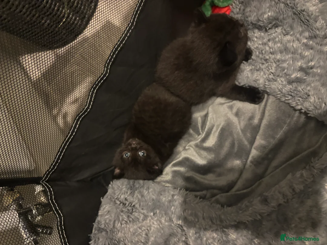 British Shorthair cats for sale: 3 Beutiful British shorthair half kittens in Loughborough - Advert 4