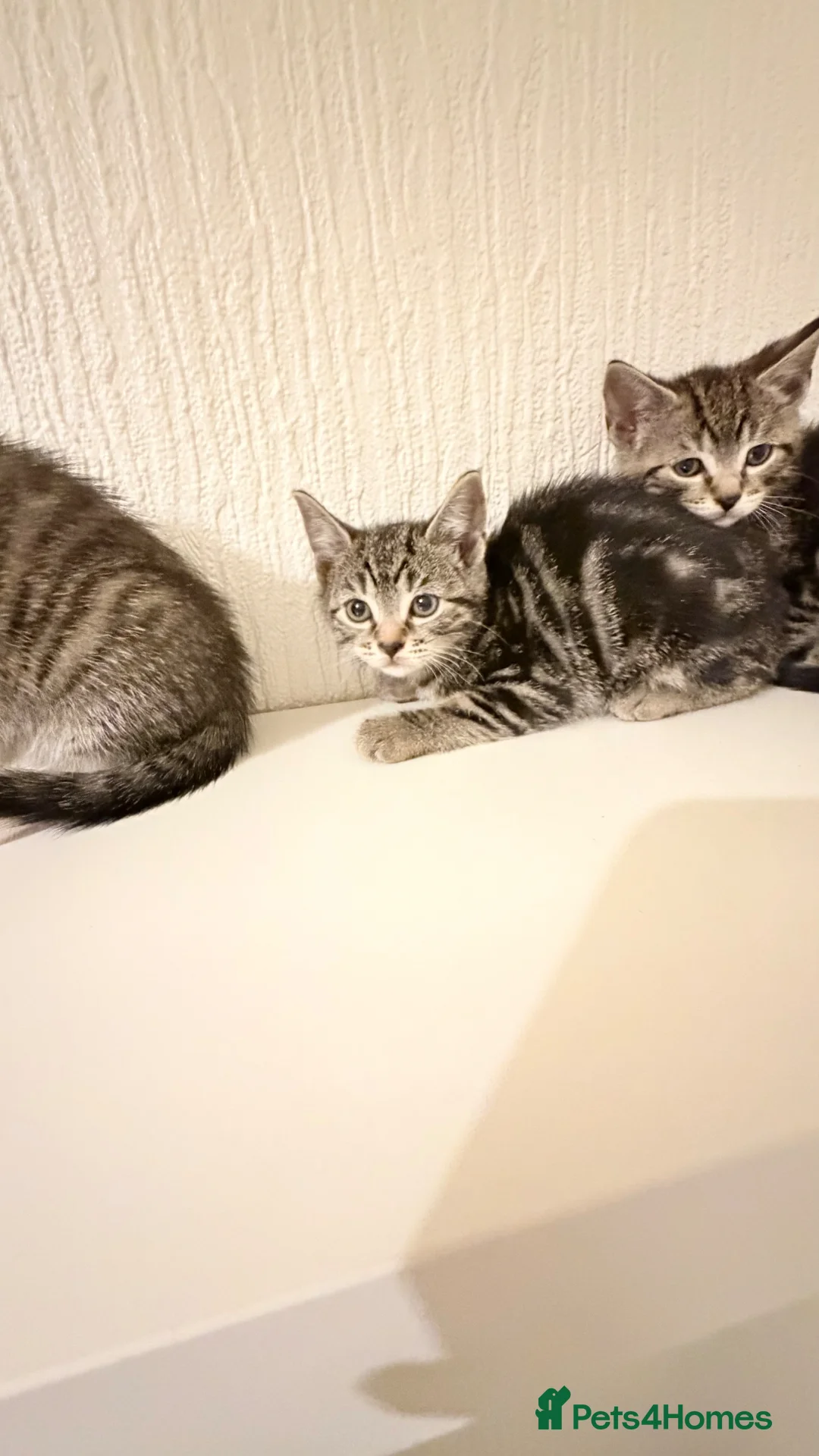 Mixed Breed cats for sale: Bsh cross kittens  - Advert 2