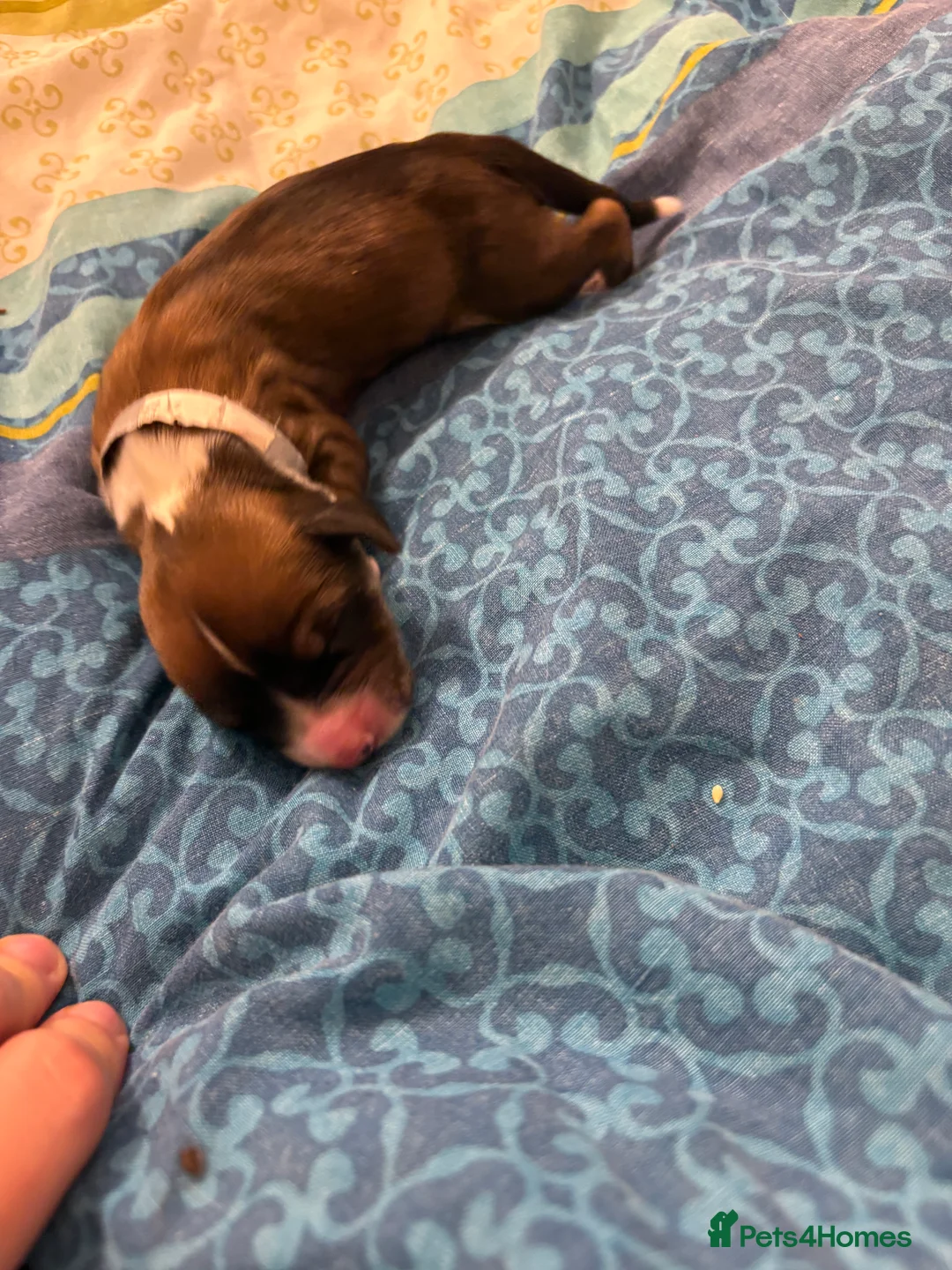 English Springer Spaniel dogs for sale: Springer spaniels for sale  - Advert 5