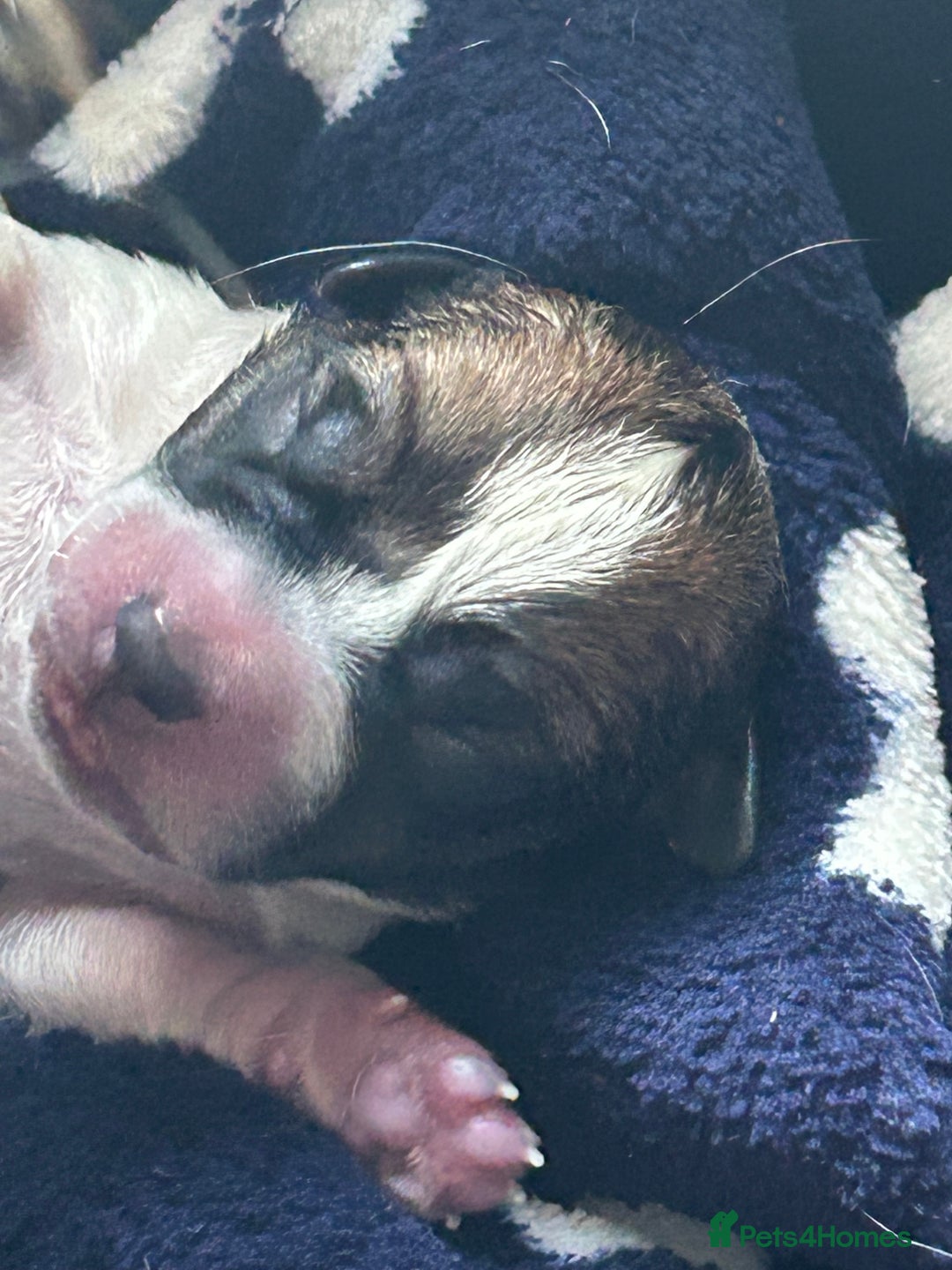 Jack Russell dogs for sale: Pure Jack Russell puppies ready now - Image 12