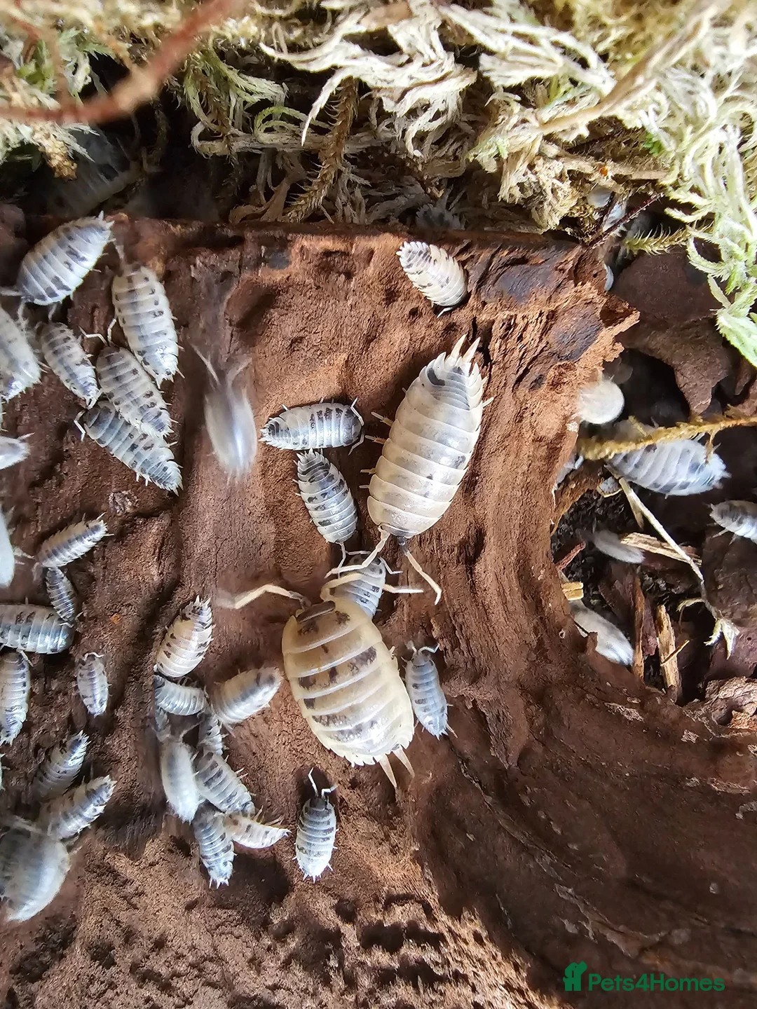 Isopods invertebrates for sale: Dairy cow isopods Porcellio laevis  - Advert 2