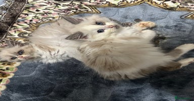 Siberian cats - Advert 1