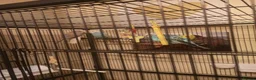 Budgerigars birds for sale: 4 Budgies with Large Cage – Complete Setup - Advert 5
