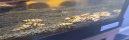 Snails invertebrates for sale: 10 x Assassin snail  in Loughborough - Advert 4
