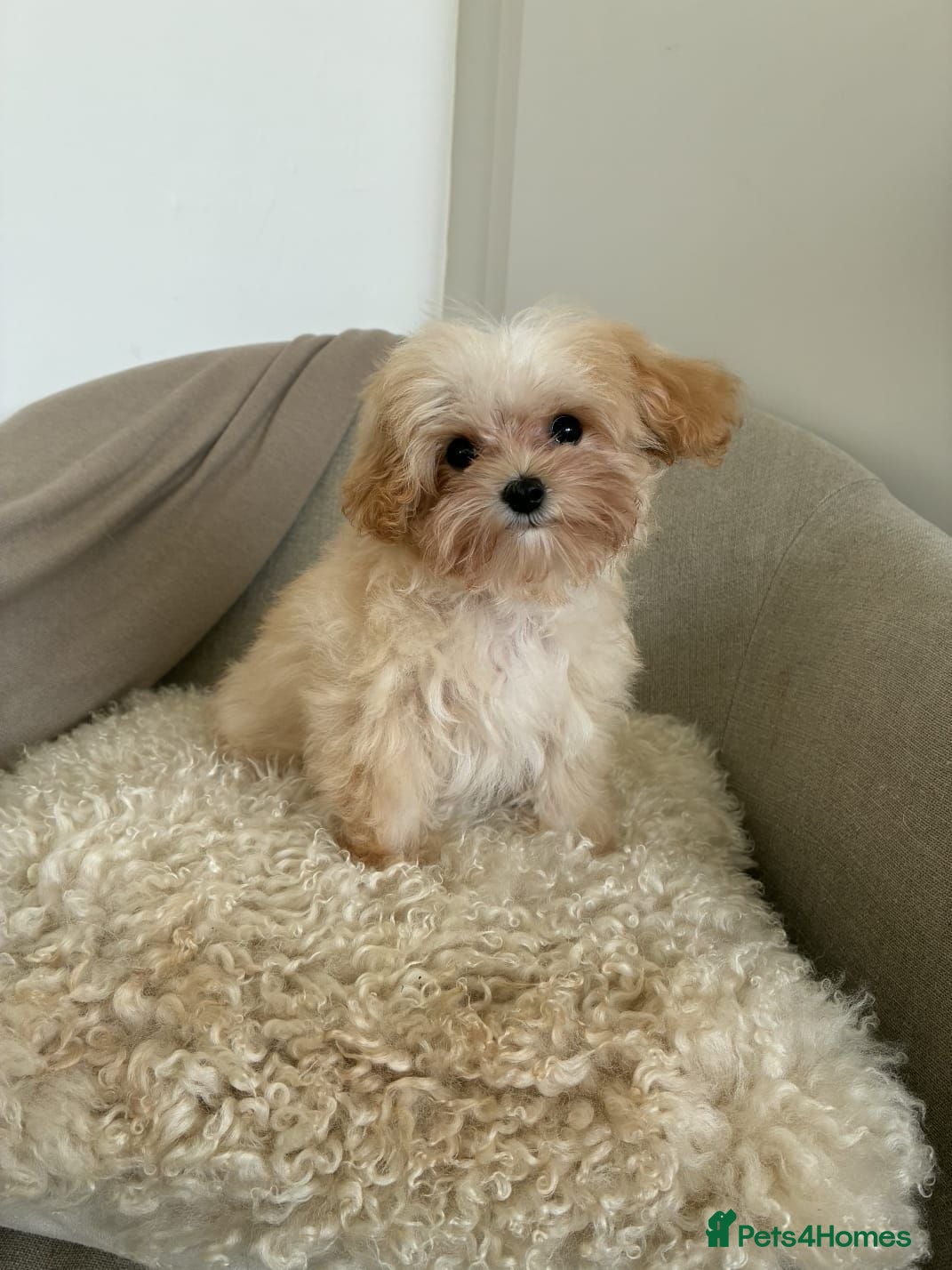 Maltipoo dogs READY Amazing TINY Korean Maltipoo Female Puppies. - Advert 1