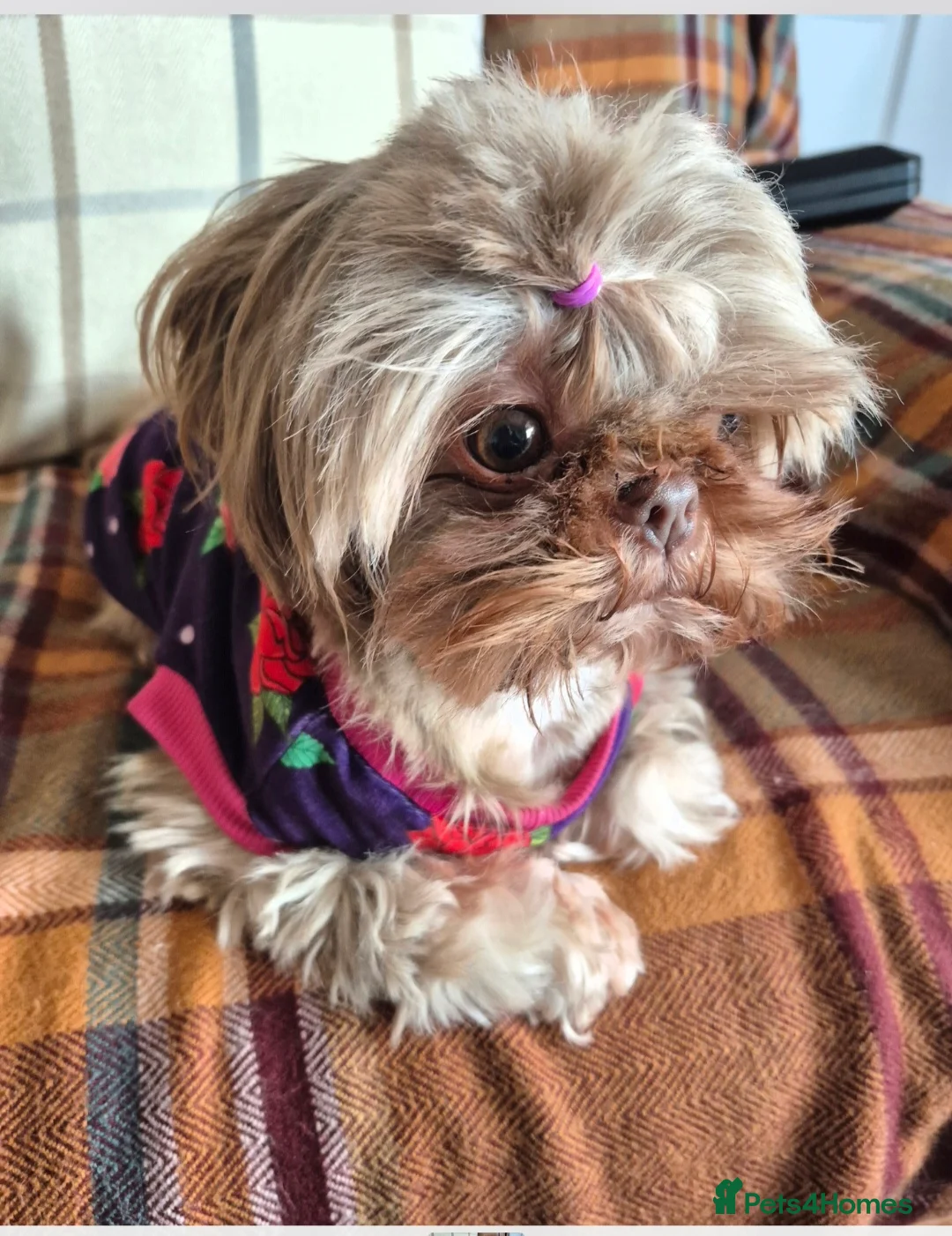 Shih Tzu dogs for sale: Teddy bear miniature imperial shih tzu male in Bolton - Advert 2