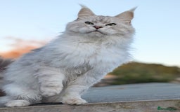 Maine Coon cats for sale: Black Silver Shaded proven stud boy - Advert 11