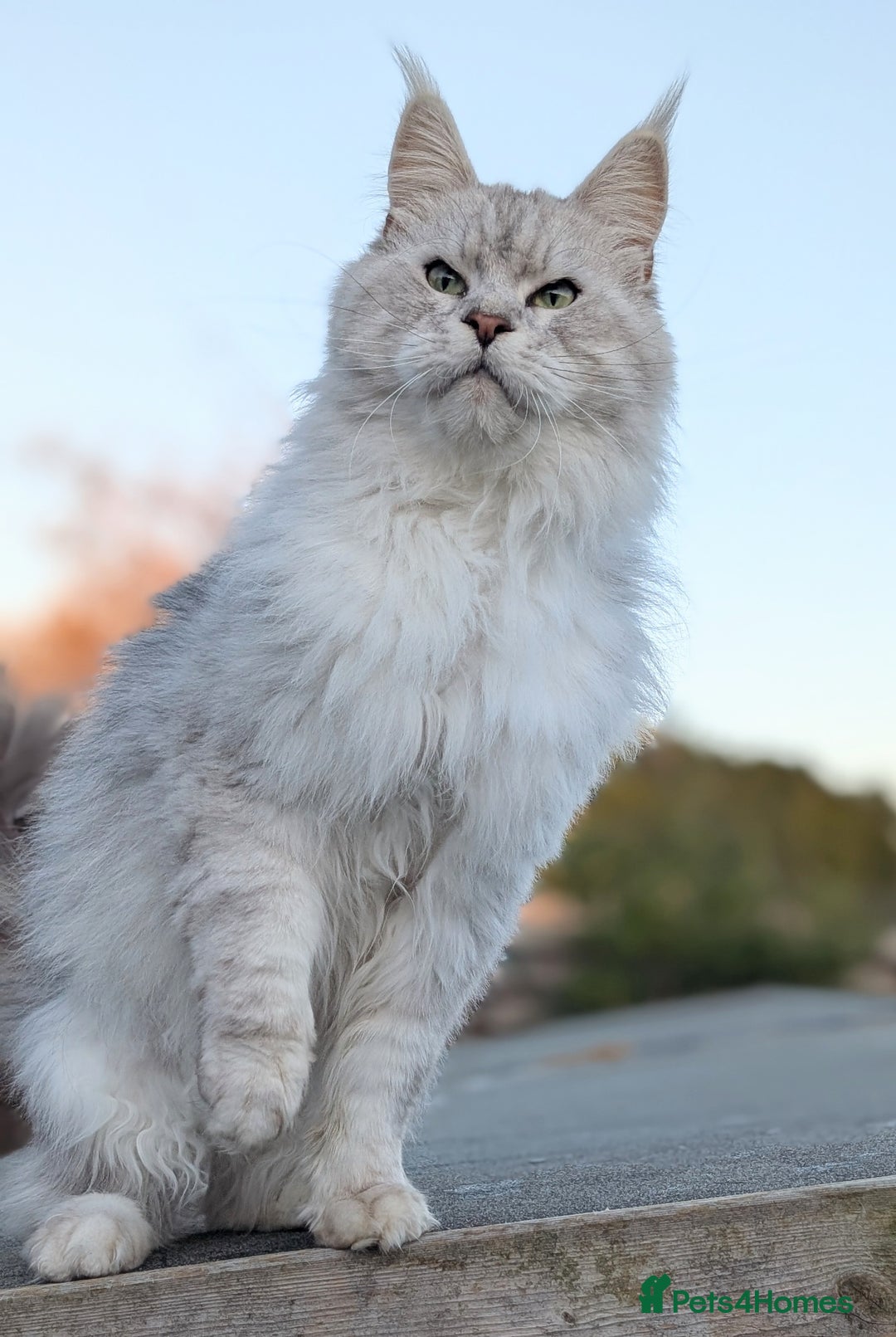 Maine Coon cats for sale: Black Silver Shaded proven stud boy - Advert 11