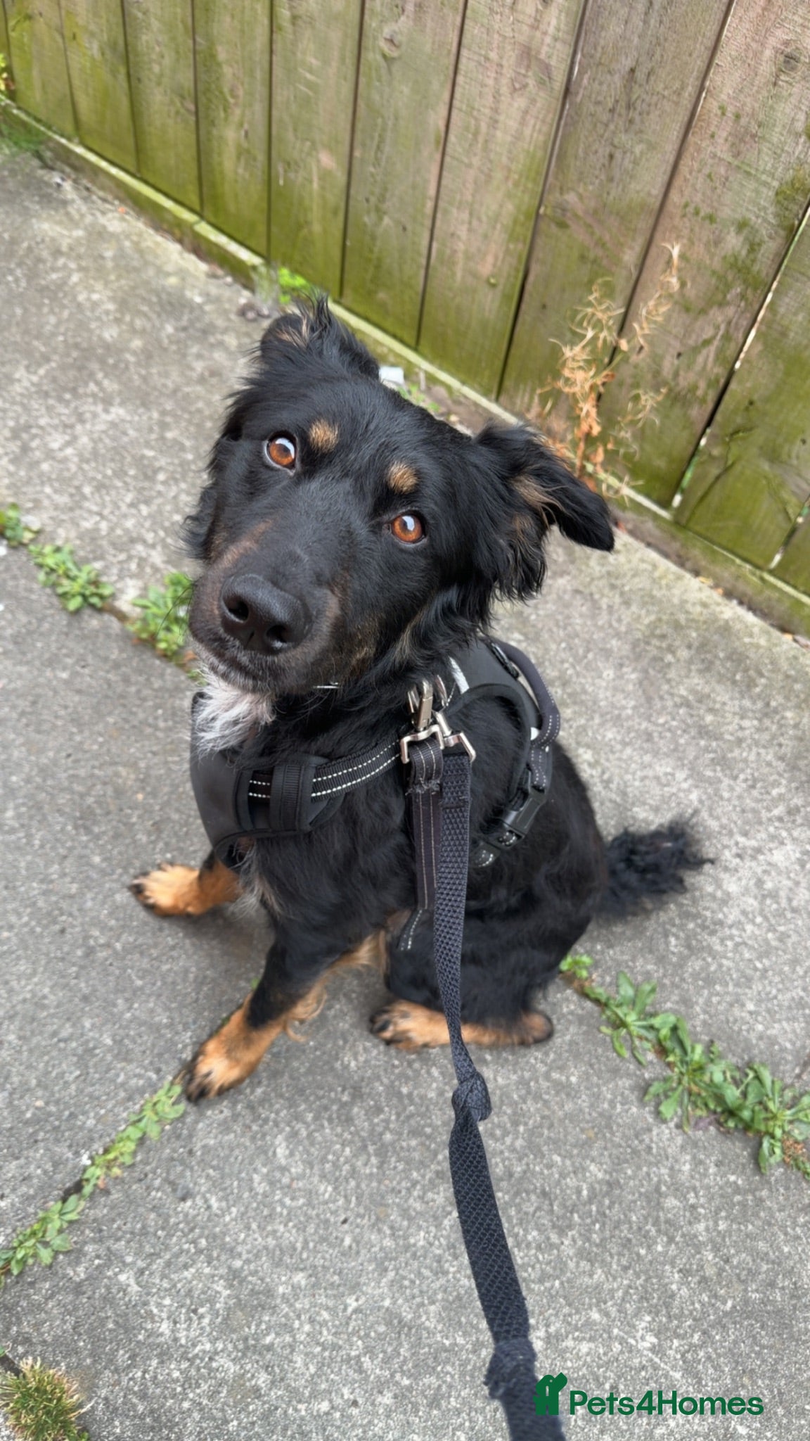 Border Collie dogs Border collie for sale  - Advert 5