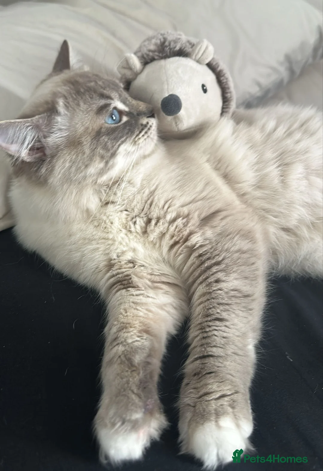 Ragdoll cats for stud: Blue Lynx Ragdoll STUD - Advert 2