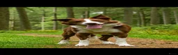 Border Collie dogs for stud: Red Border Collie for STUD ONLY - Advert 5