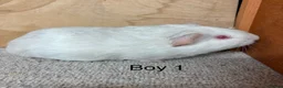 Guinea Pig rodents for sale: Male and female Guinea Pigs - Advert 4