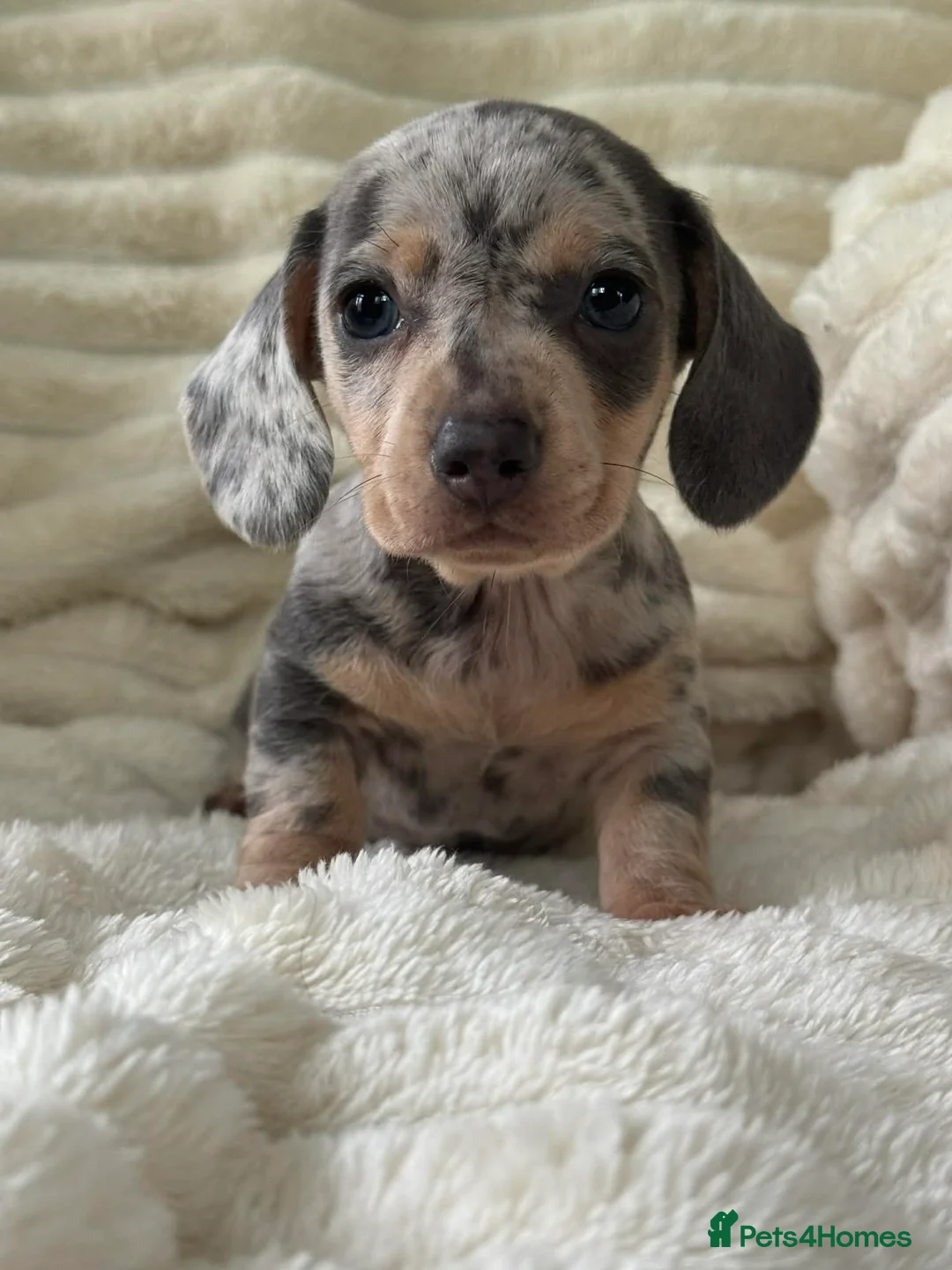 Miniature Dachshund dogs for sale: Mini dachshund puppies in Durham - Advert 1