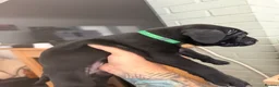Cane Corso dogs for sale: Cane corso puppies - Advert 18