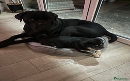 Cane Corso dogs for sale: Loving home needed for cane corso and pug  - Advert 4