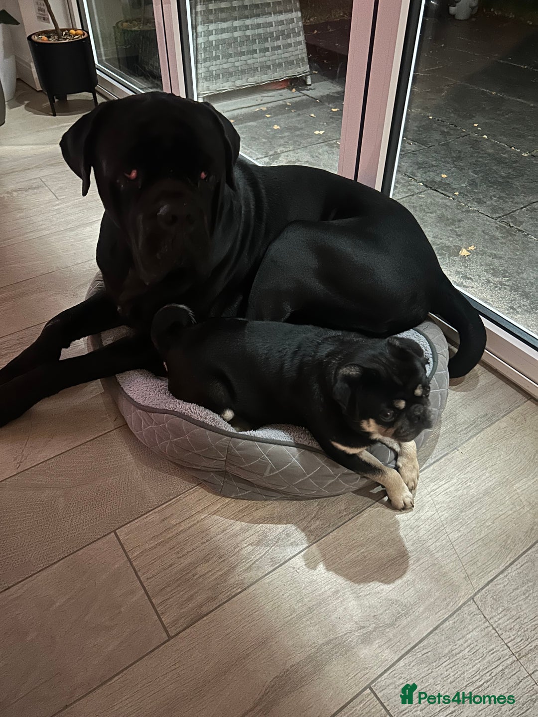 Cane Corso dogs for sale: Loving home needed for cane corso and pug  - Advert 4