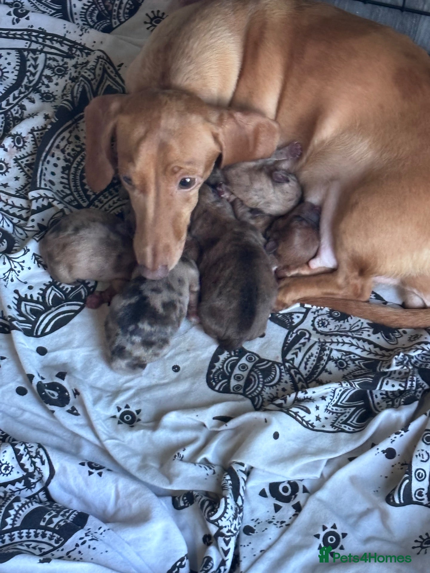 Mixed Breed dogs Shweenies   - Advert 10