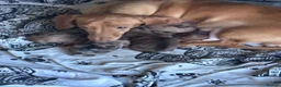 Mixed Breed dogs for sale: Shweenies   in Sheffield - Advert 1
