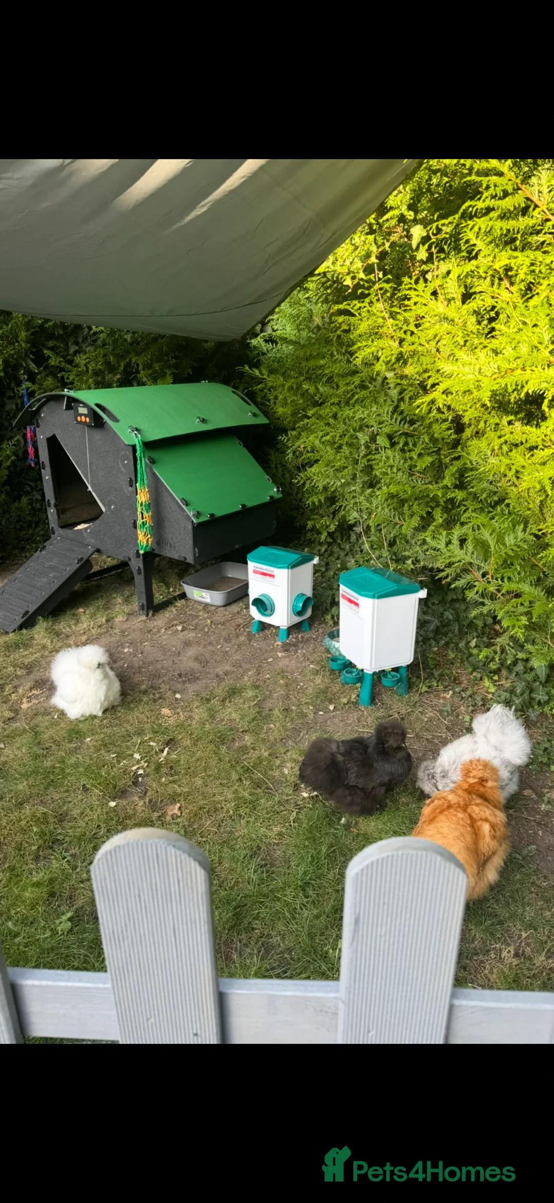 Chickens poultry for sale: Silkies - Advert 2