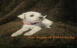Miniature Schnauzer dogs for sale: Adorable white schnauzer puppies- ready soon! - Image 23