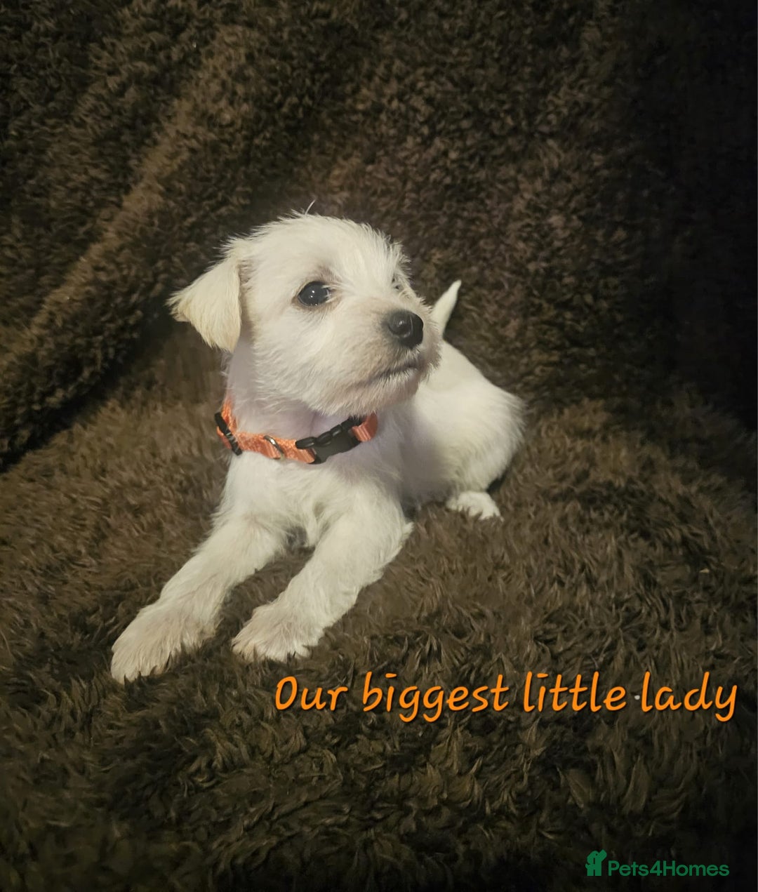 Miniature Schnauzer dogs for sale: Adorable white schnauzer puppies- ready soon! - Image 23