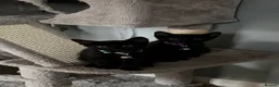 Mixed Breed cats for sale: Adorable Black Kittens Looking for Loving Homes in Blandford Forum - Advert 6