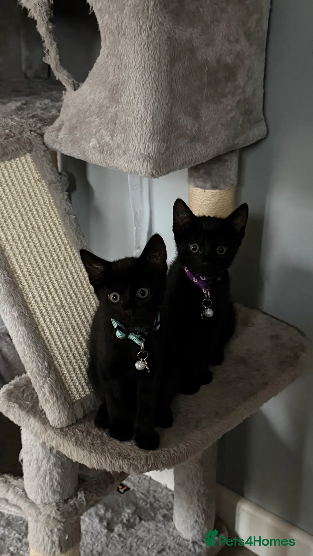 Mixed Breed cats for sale: Adorable Black Kittens Looking for Loving Homes in Blandford Forum - Advert 6