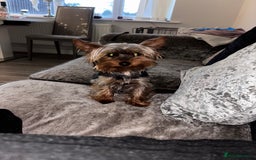 Yorkshire Terrier dogs for sale: Yorkshire terrier puppies 🐶  - Image 8