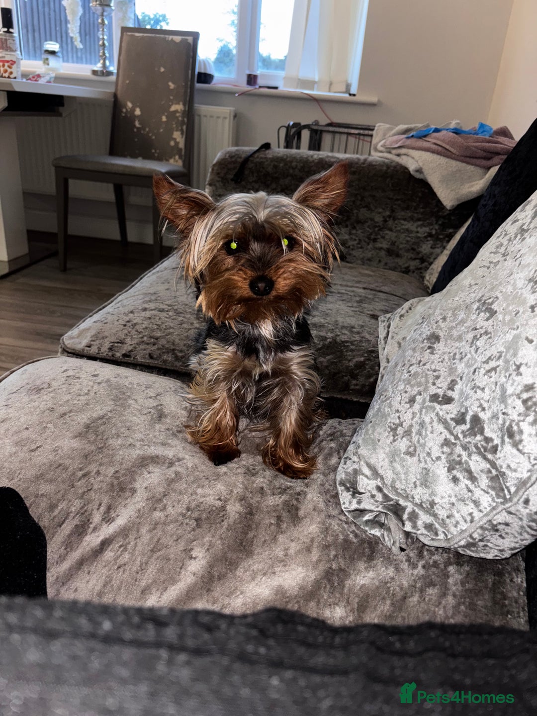 Yorkshire Terrier dogs for sale: Yorkshire terrier puppies 🐶  - Image 8