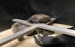 German Shepherd dogs for sale: 🐶 Outstanding Working line GSD puppies 🐶 - Image 4