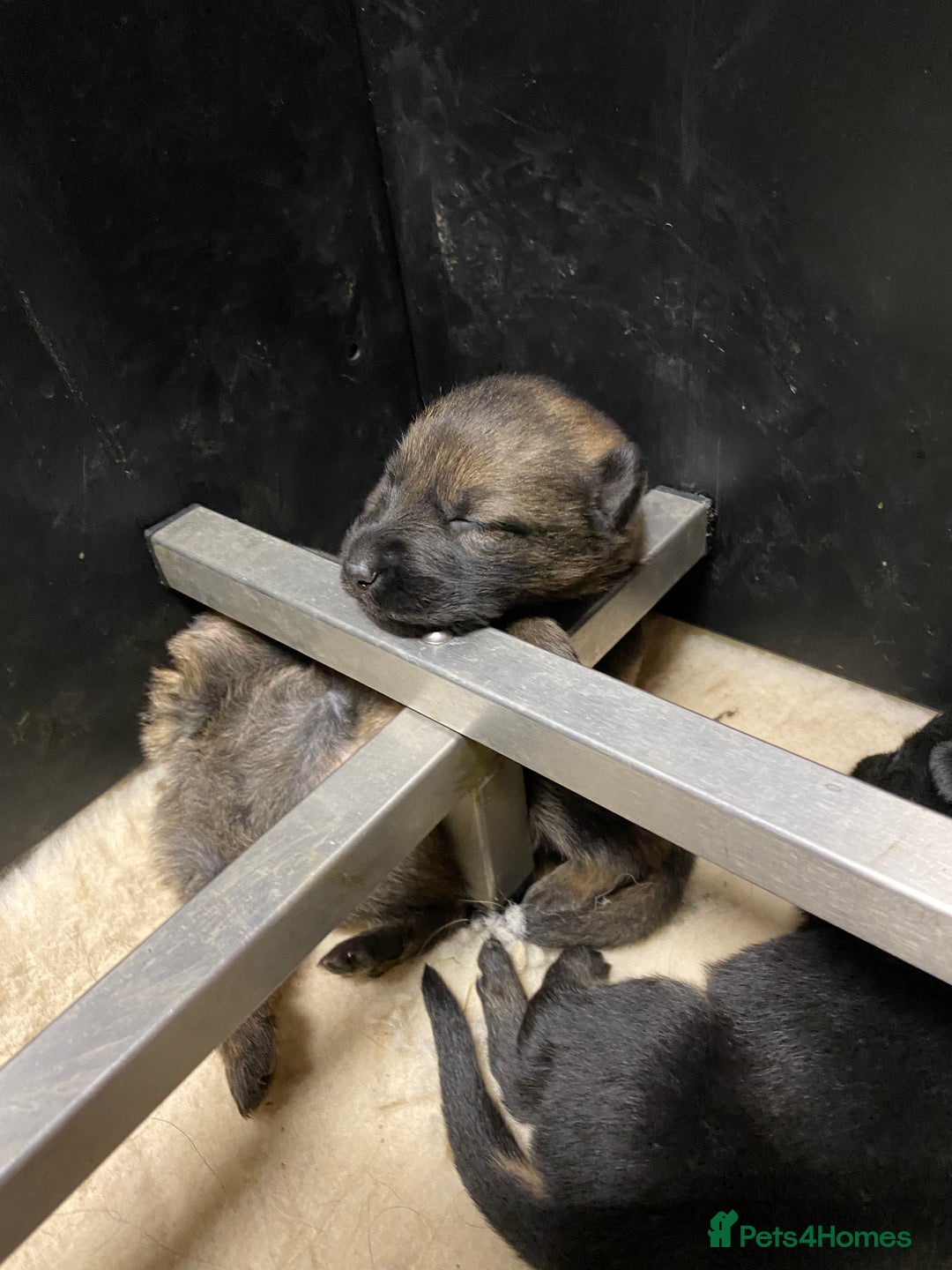 German Shepherd dogs for sale: 🐶 Outstanding Working line GSD puppies 🐶 - Image 4