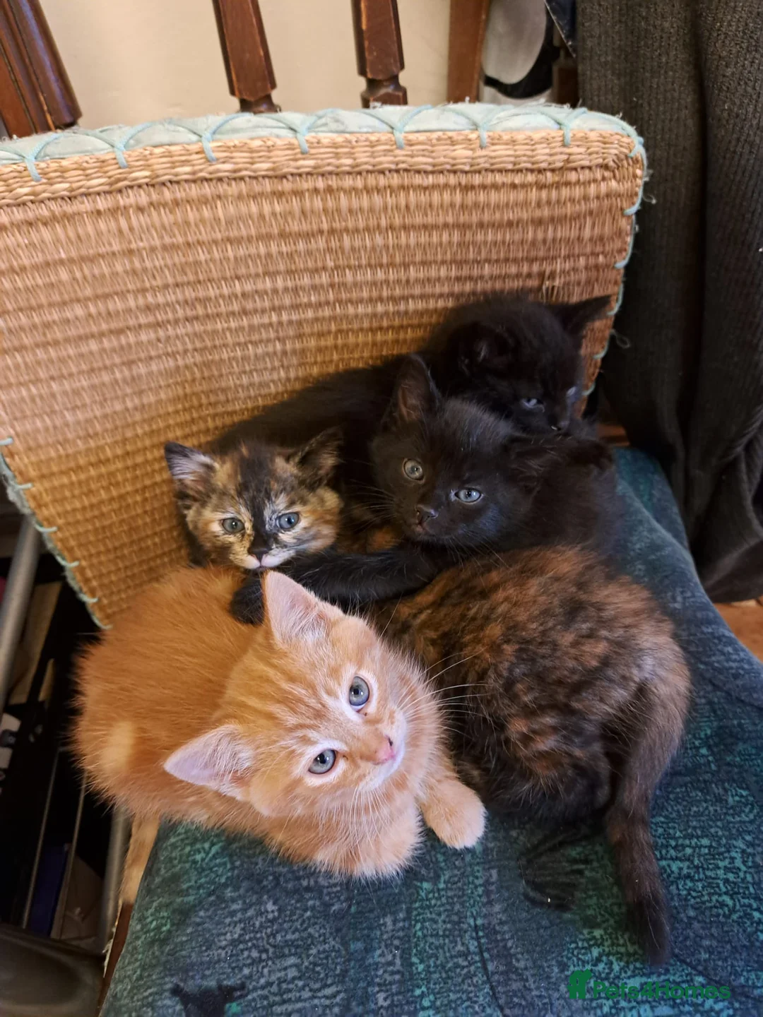 Mixed Breed cats for sale: 3 gorgerous kittens  - Advert 2