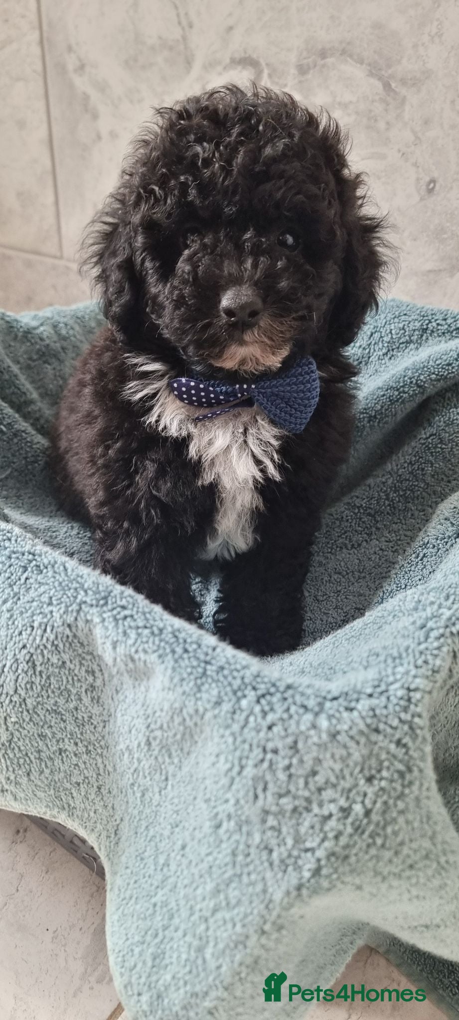 Toy Poodle dogs READY AND REDUCED Full pedigree toy poodle - Advert 3