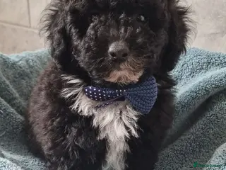 Toy Poodle dogs READY AND REDUCED Full pedigree toy poodle - Advert 3