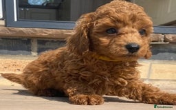 Toy Poodle dogs for sale: 🐶❤️ KC Registered Red Toy Poodle Puppies ❤️🐶 - Image 9